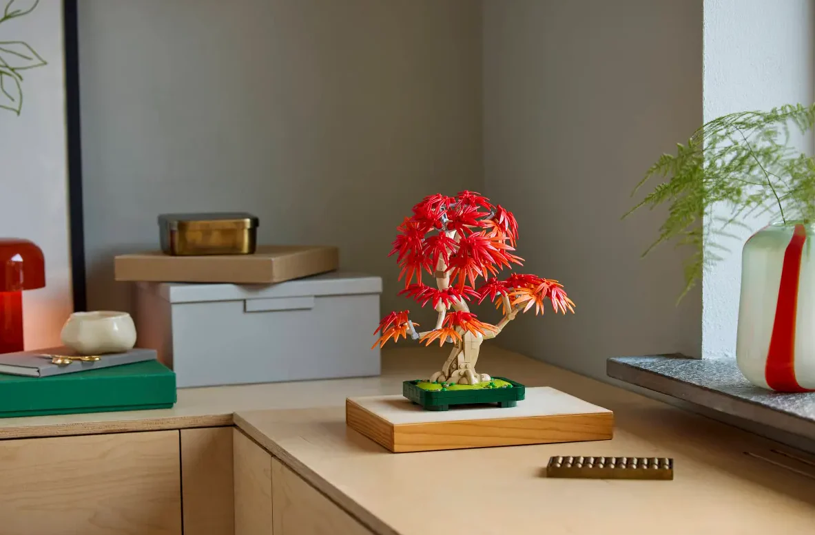 Japanese Red Maple Bonsai Tree - Image 10