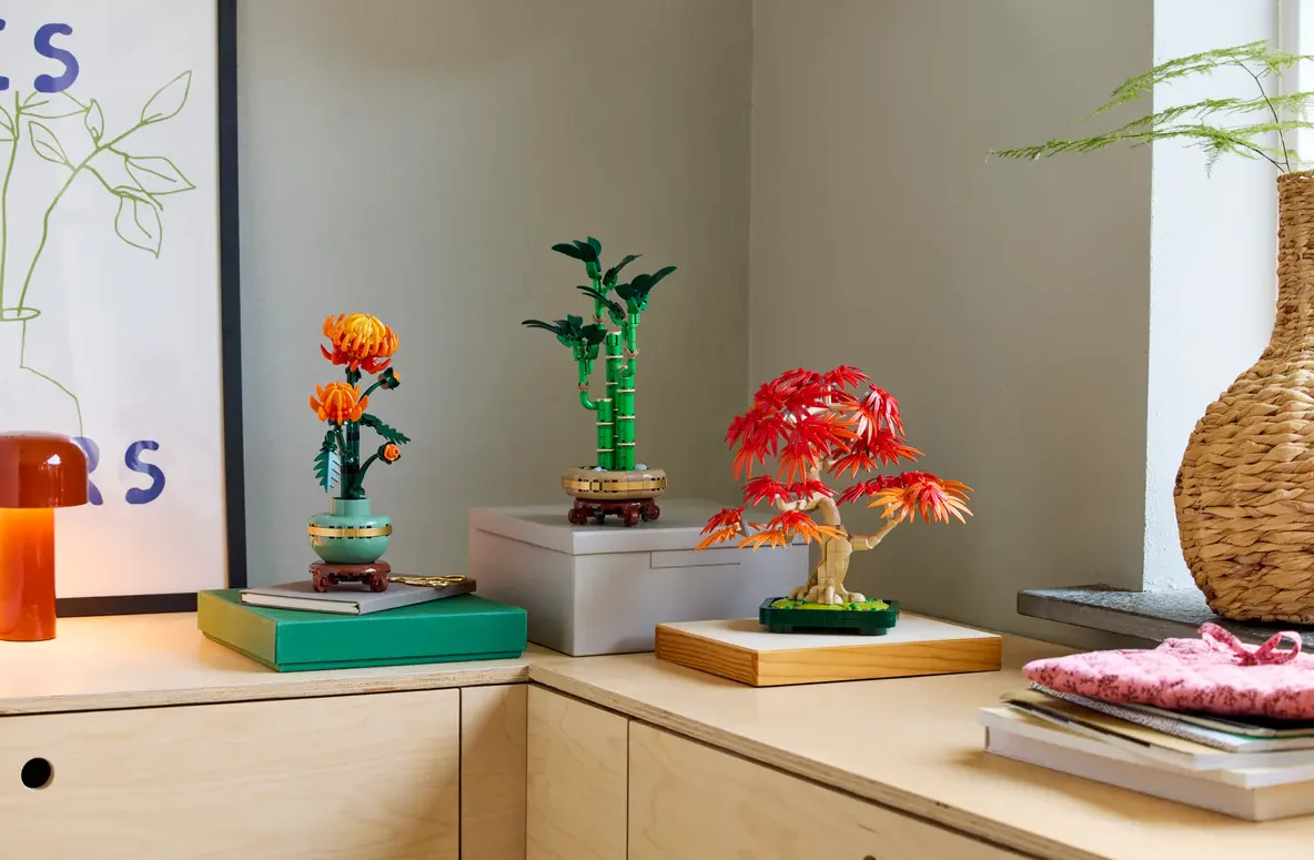 Japanese Red Maple Bonsai Tree - Image 11