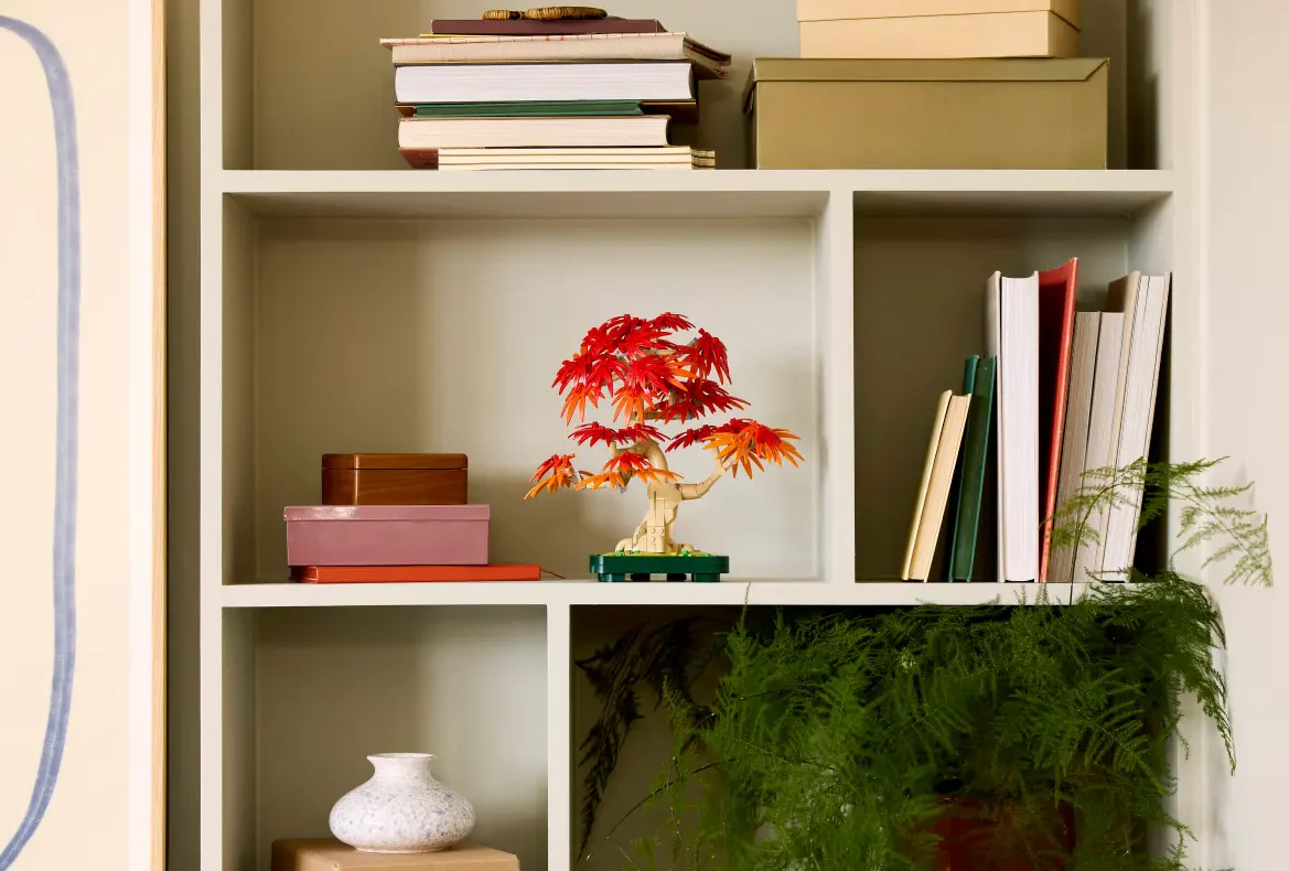 Japanese Red Maple Bonsai Tree - Image 12