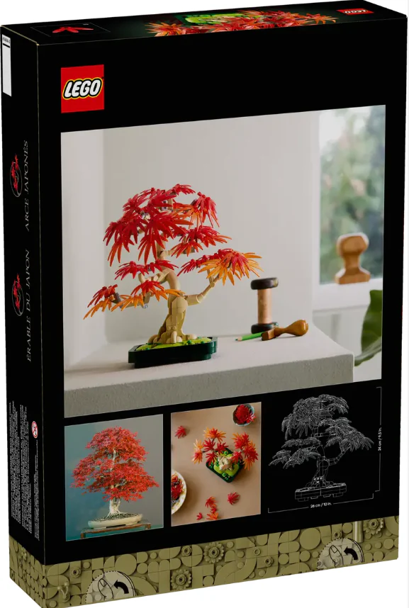 Japanese Red Maple Bonsai Tree - Image 13