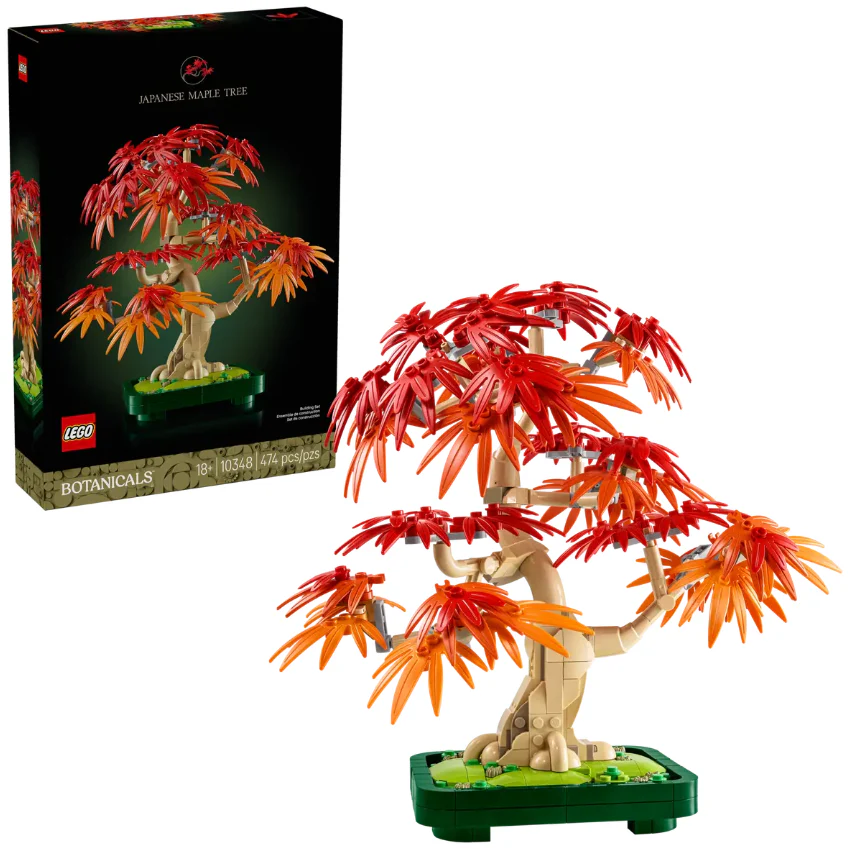 Japanese Red Maple Bonsai Tree - Image 2