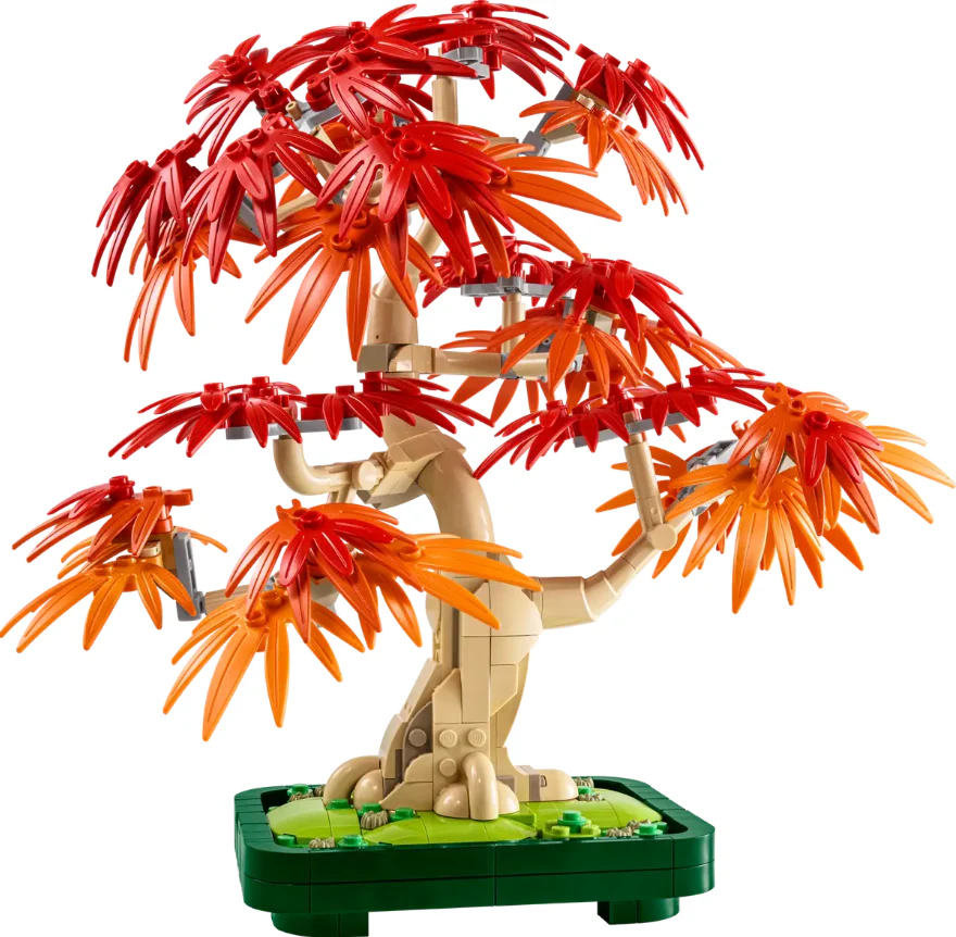 Japanese Red Maple Bonsai Tree - Image 3