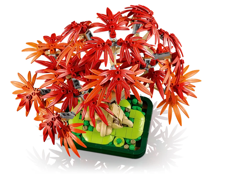 Japanese Red Maple Bonsai Tree - Image 4