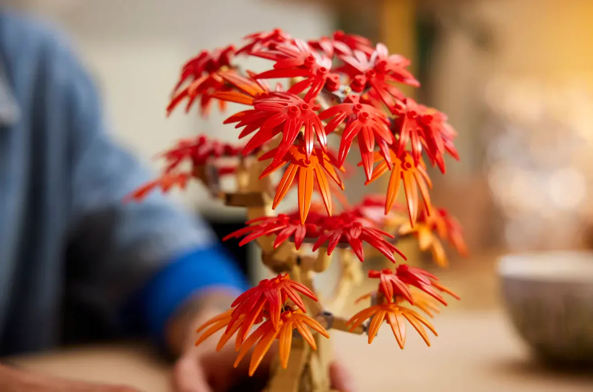 Japanese Red Maple Bonsai Tree - Image 5