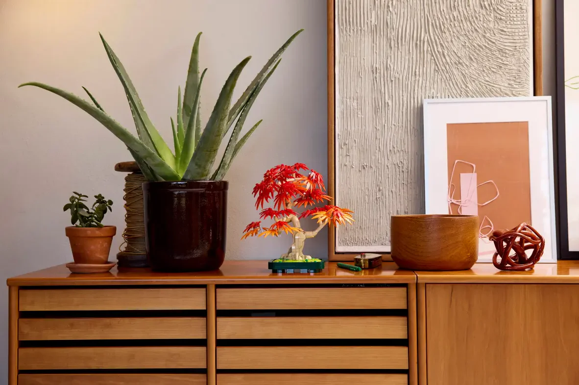 Japanese Red Maple Bonsai Tree - Image 9
