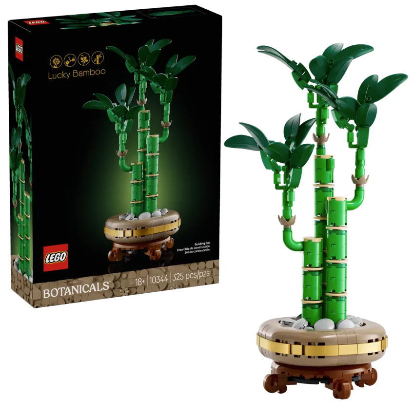 Lucky Bamboo - Image 2