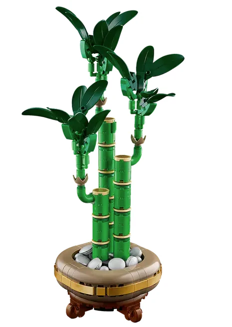 Lucky Bamboo - Image 3