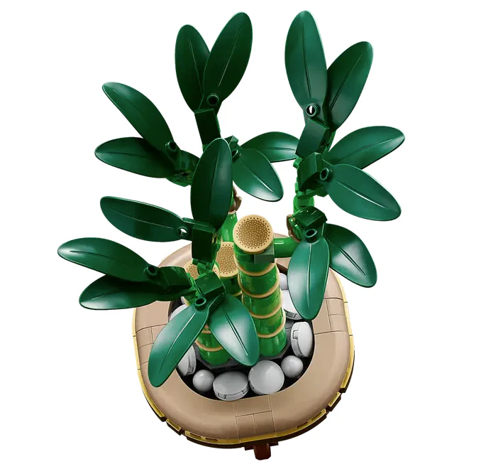 Lucky Bamboo - Image 4