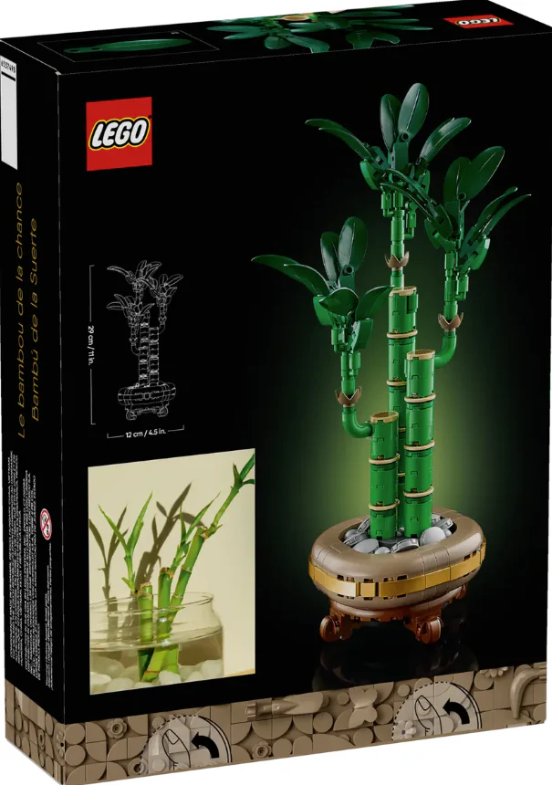 Lucky Bamboo - Image 5