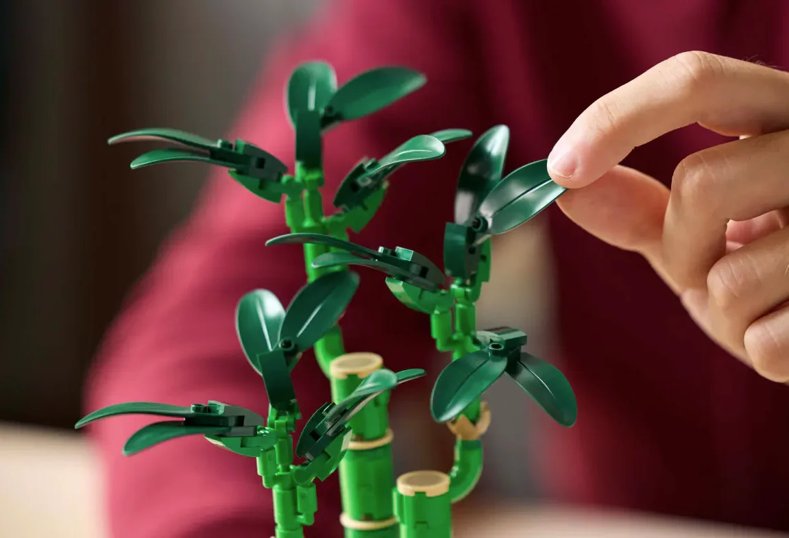 Lucky Bamboo - Image 6