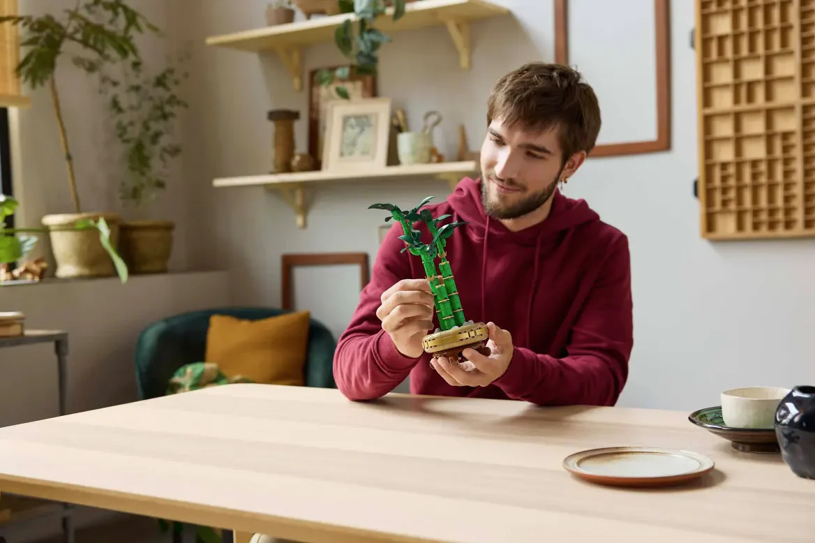 Lucky Bamboo - Image 7